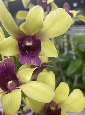 植家进口洋兰 【Dendrobium Yellow Davin Red lip 黄金富贵】