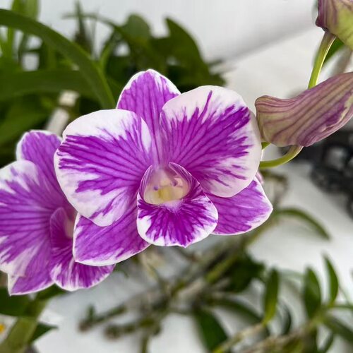 植家进口洋兰 【Dendrobium 'White Knight Splash‘白骑士泼墨】