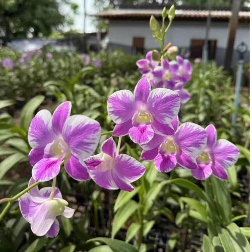 植家进口洋兰 【Dendrobium Andre国王枫叶泼】耐热耐湿易养护