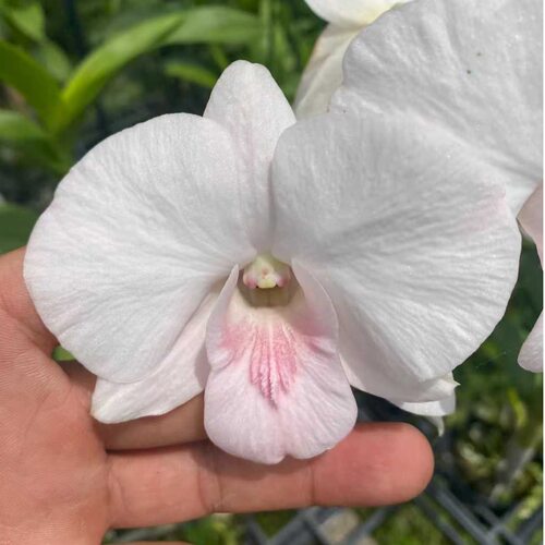 植家进口洋兰 【Den.Suree Peach var.Kanjana萨姆】粉嫩桃色花色