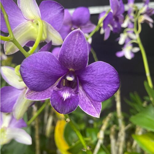 植家进口洋兰 【Dendrobium Blue Rose蓝玫紫】稀缺爆花密集
