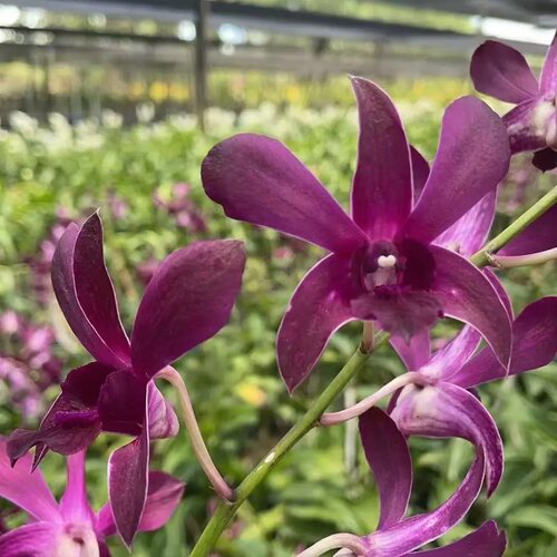 植家进口洋兰 【Dendrobium Caesar Red 凯撒红】
