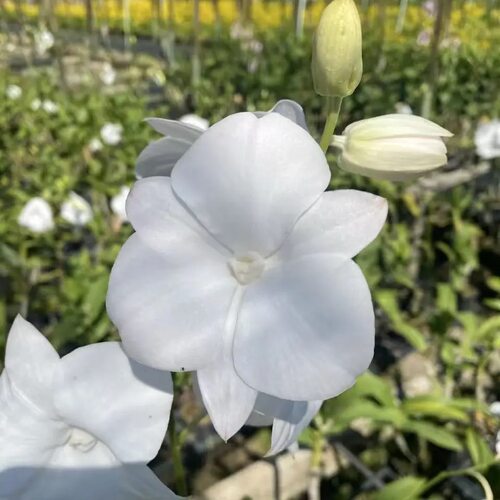 植家进口洋兰 【Dendrobium White Harmony 白三唇】素白变柔粉色