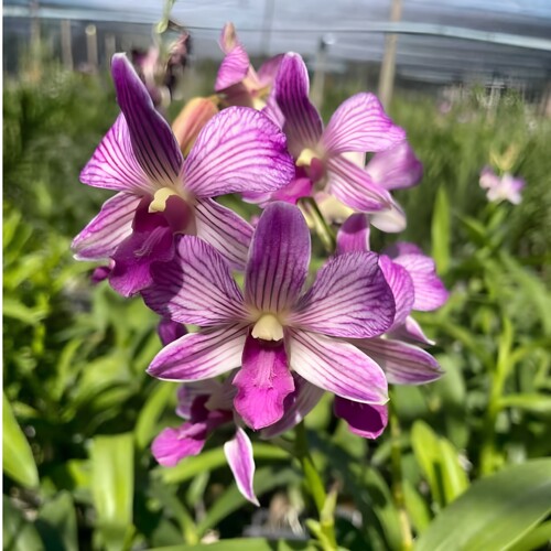 植家进口洋兰 【Dendrobium 'Purple Stripe Charm'紫韵条纹】