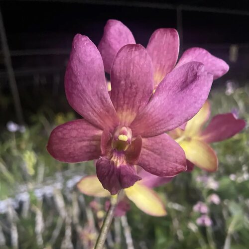植家进口洋兰 【Dendrobium Burana Emerald Fancy 布兰纳翡翠】