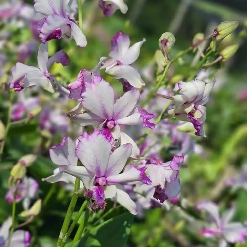 植家进口洋兰 【Dendrobium Popeye Variegated 波普】