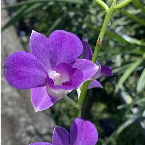 植家进口洋兰 【Dendrobium 'Purple Jade Allure'紫玉倾城】渐变