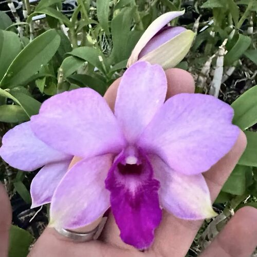 植家进口洋兰 【Dendrobium Lilac sp 蓝平】淡紫色，蜡质花瓣