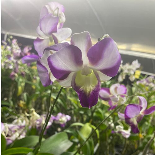 植家进口洋兰 【Dendrobium 'Purple Edge Jade Heart'雪融龙王】