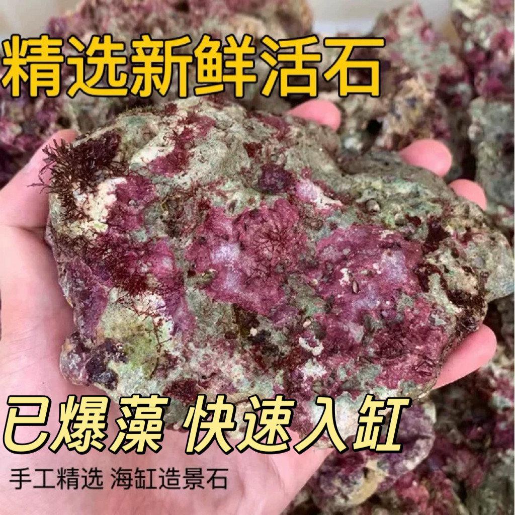 免爆藻海水高钙精品活石过滤鱼缸珊瑚缸造景海缸活石带菌海藻新鲜