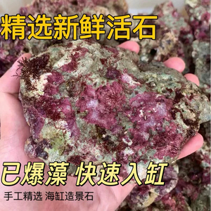 免爆藻海水高钙精品活石过滤鱼缸珊瑚缸造景海缸活石带菌海藻新鲜
