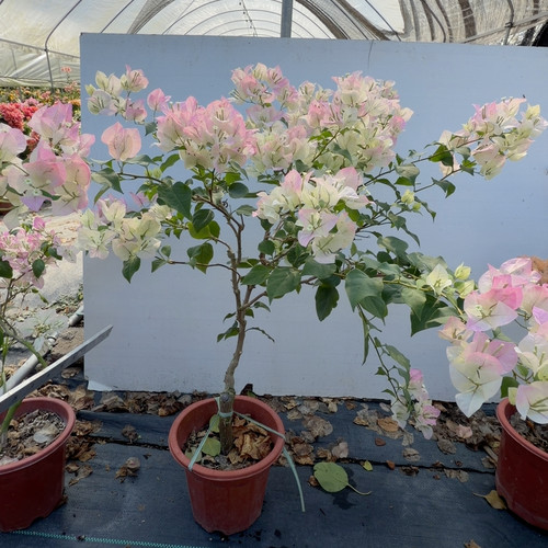 高度75，冠幅75，绿樱大飘枝粗杆，
