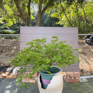 圆润饱满，婆罗洲樱花，生花苞，四年老苗