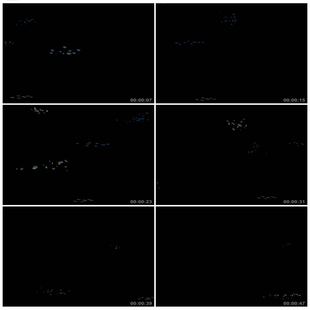 鱼群海洋鱼小鱼游动动物海洋生物带透明通道特效背景视频素材