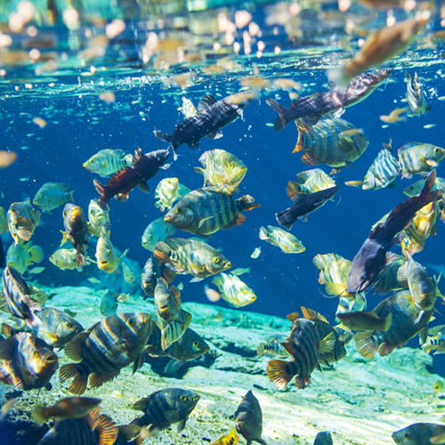 B403水下在水下的水底世界自然风光风景高清图片素材图库经典画册