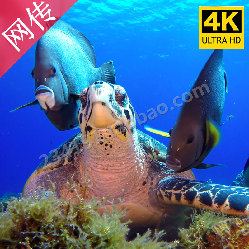 4K片源 海洋海底生物世界 鱼群珊瑚海龟鲨鱼海洋动物高清视频素材