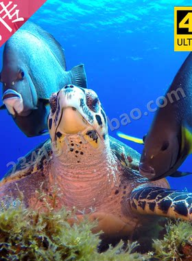 4K片源 海洋海底生物世界 鱼群珊瑚海龟鲨鱼海洋动物高清视频素材