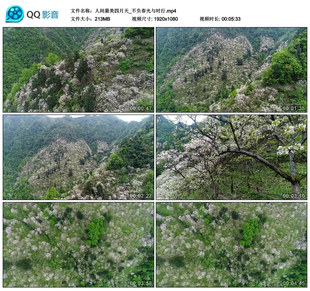 花开满山绿树森林植被四月春天绿色大自然美丽风光风景视频素材