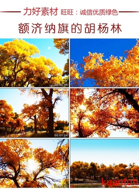 CC228內蒙古额济纳旗高清实拍视频素材胡杨林自然风光片