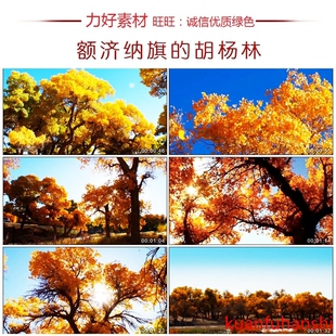 CC228內蒙古额济纳旗高清实拍视频素材胡杨林自然风光片
