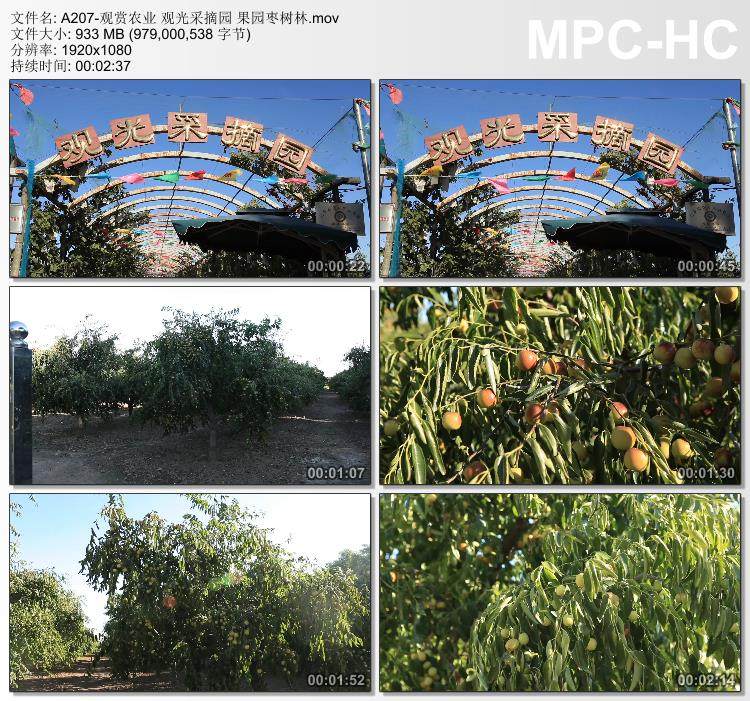 观赏农业旅游 观光水果种植采摘园 果园枣树林 高清实拍视频素材