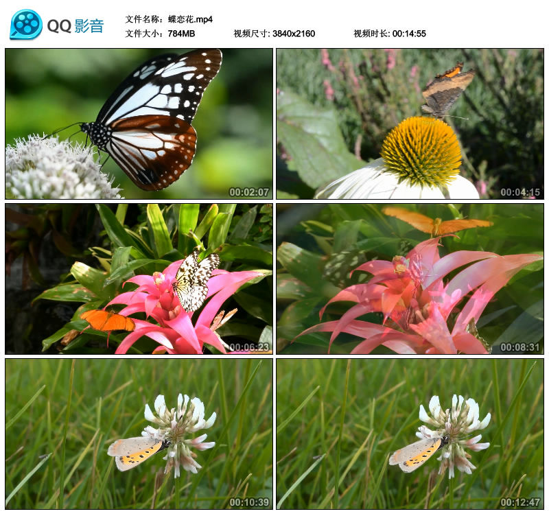 春天花卉花开放花朵上的蝴蝶飞舞在花蕊采花蜜4K高清实拍视频素材