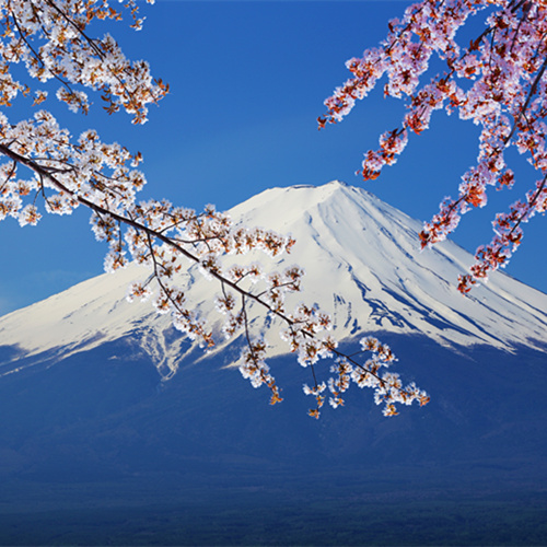 B219樱花令人陶醉花海迷茫碧海蓝天富士山下扬扬洒洒高清摄影照片