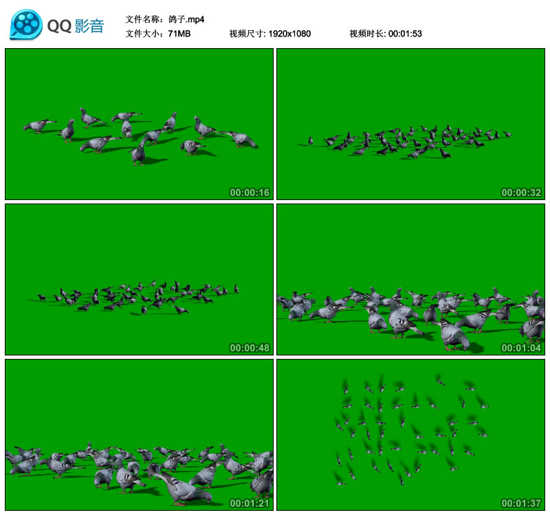 一群鸽子卡通鸽子群鸽子吃食找食绿屏抠像影视后期合成视频素材