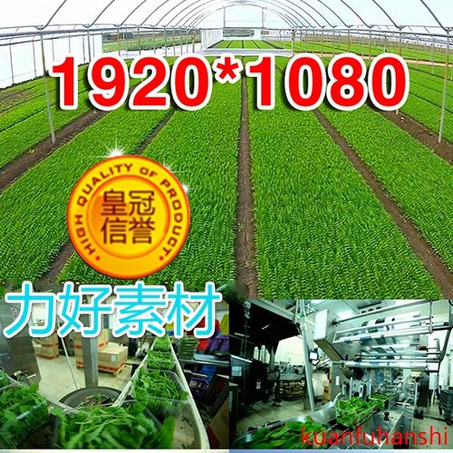 大棚蔬菜农业生产种菜蔬菜加工食品安全农场高清实拍视频素材