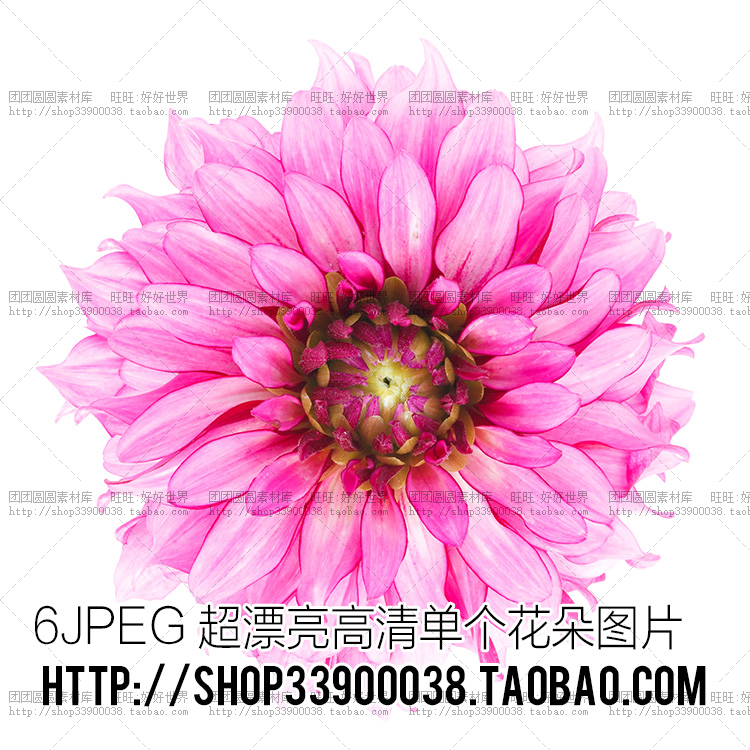 唯美花朵PSD透明底免抠高清玫瑰花卉花朵图片PS设计美化装饰素材