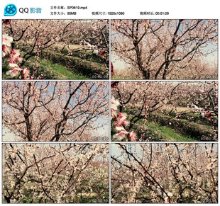 植物花草 杏花 桃花 梨花 花瓣纷纷飘落 实拍高清视频素材