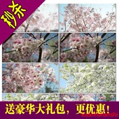 高清实拍桃花樱花盛开花园花海枝头特写桃花盛开开放花蕾视频素材