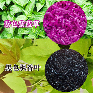 广西五色糯米饭植物染料枫香叶红蓝草三月三清明节黄饭花饭团染料