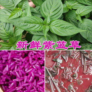 2024年新鲜红蓝叶紫蓝草1斤/150g染饭花广西五色糯米饭植物染料