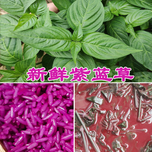 2026年新鲜红蓝叶紫蓝草1斤/150g染饭花广西五色糯米饭植物染料
