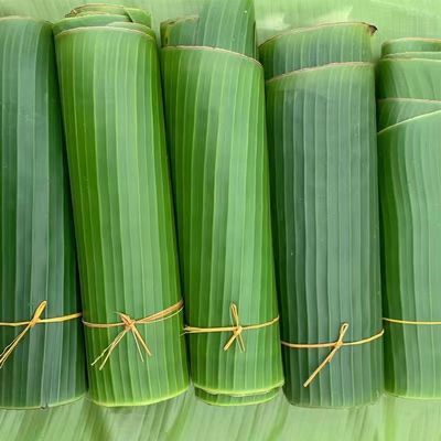 广西芭蕉叶香蕉叶新鲜现摘