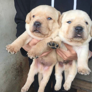 上海犬舍繁育纯种双血统赛级拉布拉多犬奶白幼犬活体宠物狗狗出售