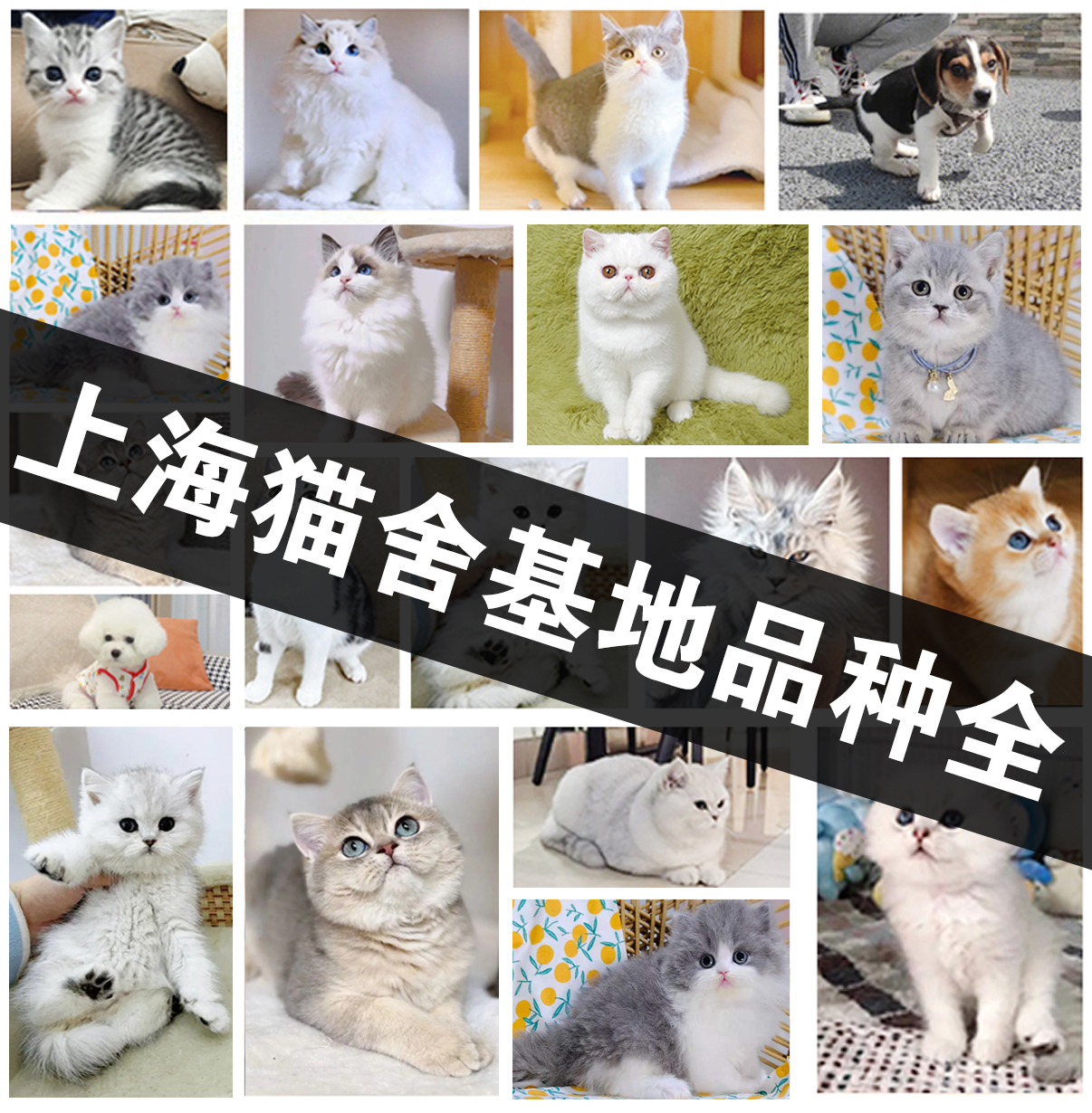 上海大型猫舍基地宠物猫纯种血统活体出售品种齐全 现货挑选