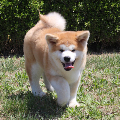 上海犬舍纯种日本赛级血统秋田犬幼犬活体幼崽种公宠物狗狗出售