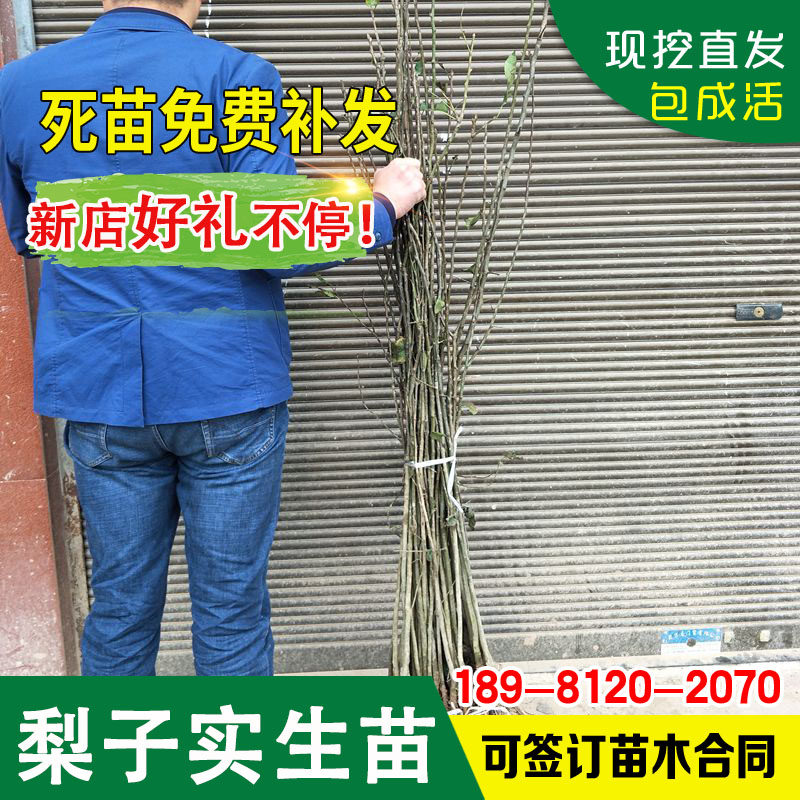 梨树实生苗梨树砧木苗梨子实生苗棠梨树直生苗原生梨树苗杜梨树苗