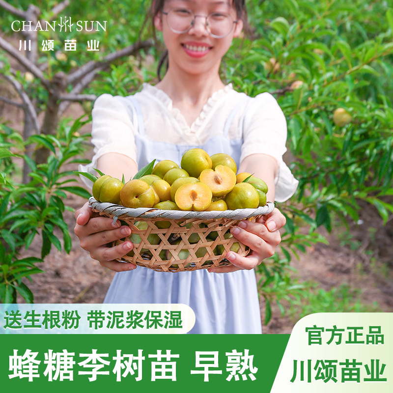 【川颂苗业】蜂糖李树苗包成活