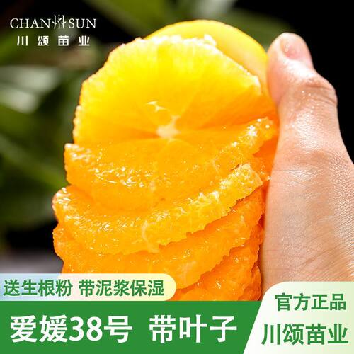 川颂苗业爱媛38早熟嫁接橘苗