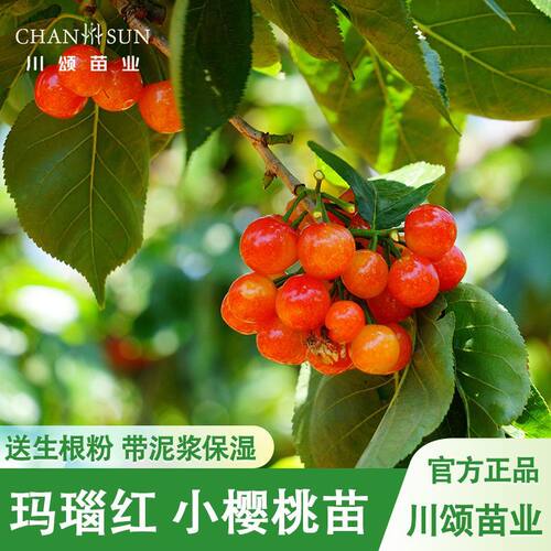 四川玛瑙红樱桃嫁接树苗