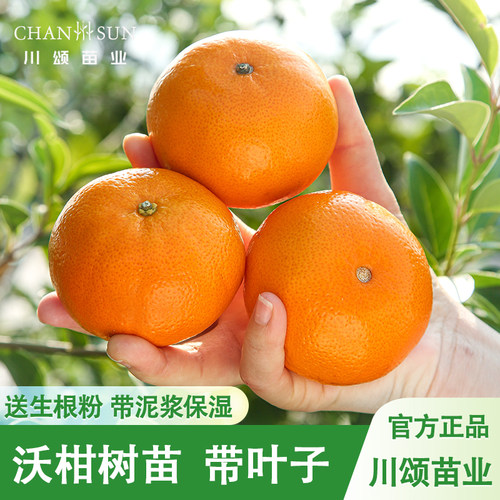 【川颂苗业】沃柑树苗包成活