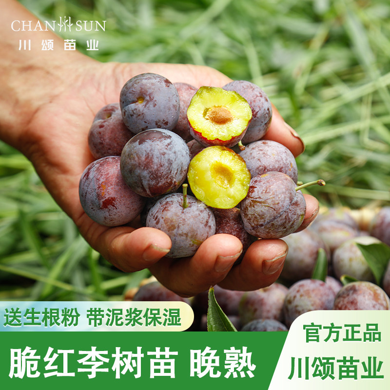 【川颂苗业】晚熟脆红李苗包成活