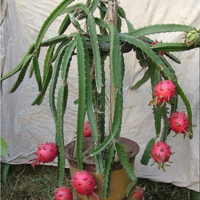 2棵果树苗盆栽种植红心火龙果苗火龙果种苗南北方种植