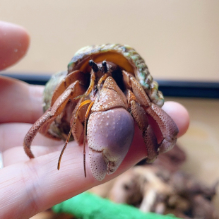 陆生短腕寄居蟹桌面微宠物活物淡水观赏蟹活体懒人小孩简单养宠物
