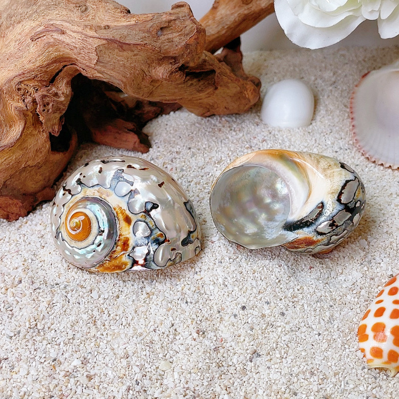 【5-6cm替换壳集合】寄居蟹备用外壳 天然海螺贝壳 宠物造景装饰,宠物/宠物食品及用品,造景/装饰,淘宝优惠券,粉丝福利购,淘宝优惠卷