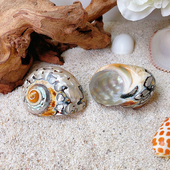 宠物造景装 6cm替换壳集合 天然海螺贝壳 饰 寄居蟹备用外壳