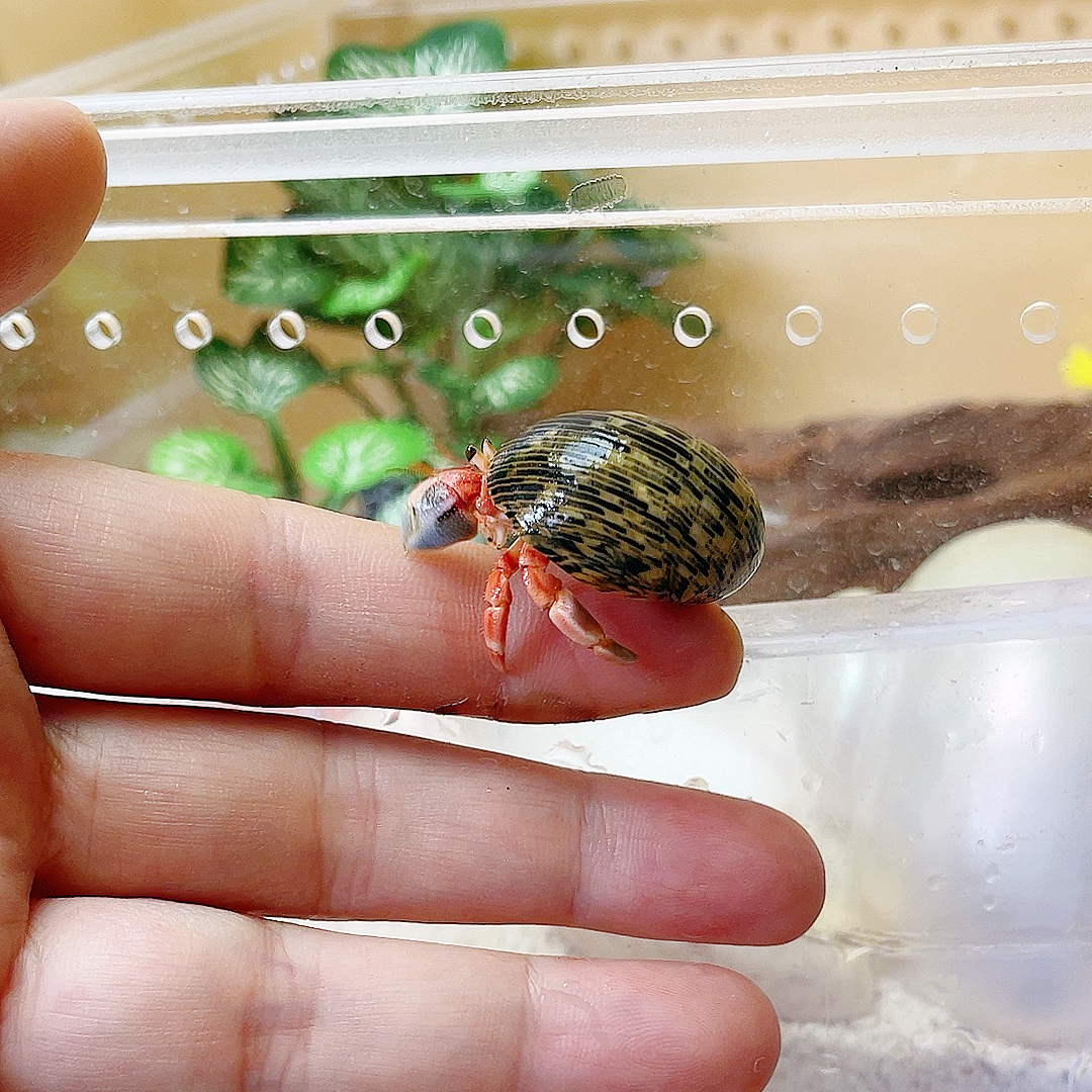 陆生寄居蟹桌面微宠物活物淡水观赏蟹活体懒人小孩宠物饲养简单